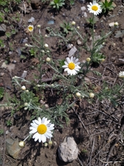 Anthemis ruthenica
