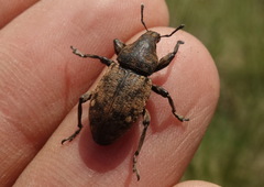 Leucophyes pedestris