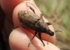 Leucophyes pedestris