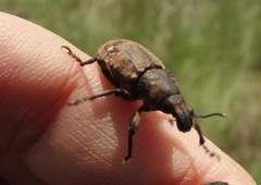 Leucophyes pedestris