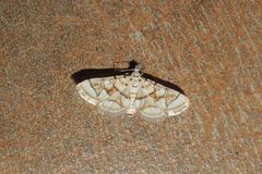 Elophila scitalis