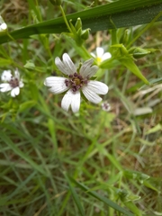 Microbotryum stellariae