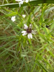 Microbotryum stellariae