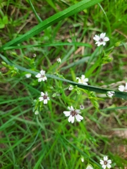 Microbotryum stellariae