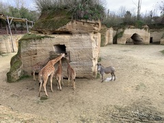 Giraffa camelopardalis antiquorum