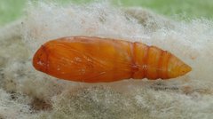 Nothris verbascella