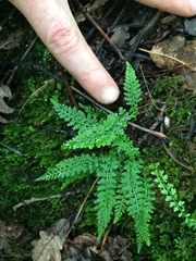 Asplenium fontanum