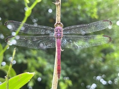 Orthemis sulphurata