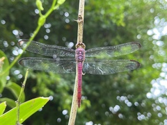 Orthemis sulphurata