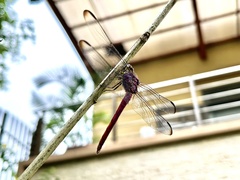 Orthemis sulphurata