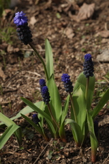 Muscari latifolium