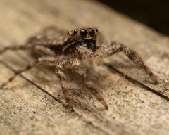 Platycryptus undatus