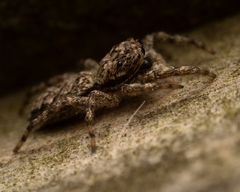 Platycryptus undatus