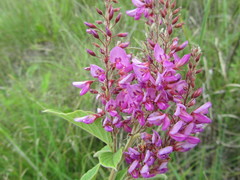 Pseudarthria hookeri