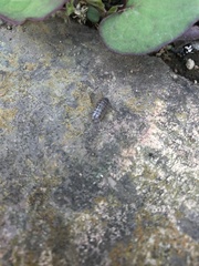 Armadillidium vulgare