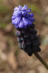 Muscari latifolium
