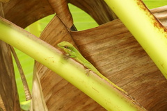Anolis viridius