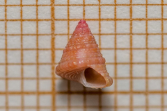 Jujubinus exasperatus