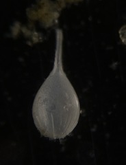 Lagena semistriata