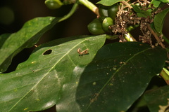 Epaphrodita musarum