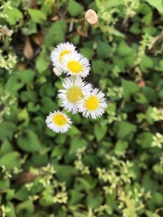 Erigeron philadelphicus