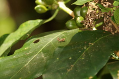 Epaphrodita musarum
