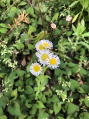 Erigeron philadelphicus