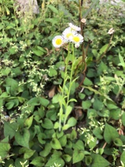 Erigeron philadelphicus