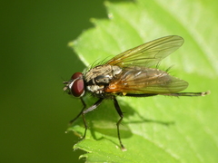 Hydrophoria lancifer