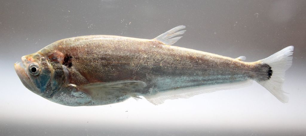 Dogtooth Characin