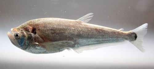 Dogtooth Characin