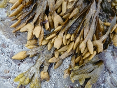 Fucus vesiculosus