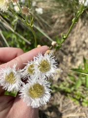 Erigeron philadelphicus