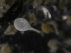Lagena semistriata