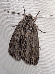 Acronicta lithospila