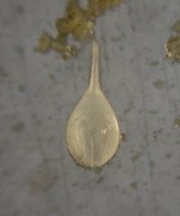 Lagena semistriata