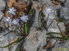 Scilla nana