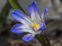 Scilla nana