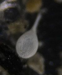 Lagena semistriata