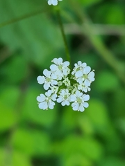 Chaerophyllum temulum