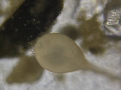 Lagena semistriata