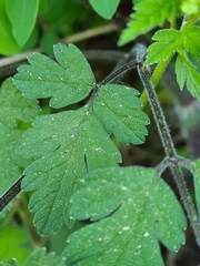 Chaerophyllum temulum
