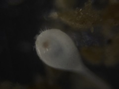 Lagena semistriata