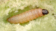 Nothris verbascella
