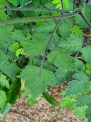 Chaerophyllum temulum
