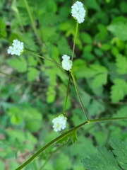 Chaerophyllum temulum