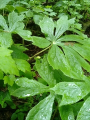 Podophyllum peltatum