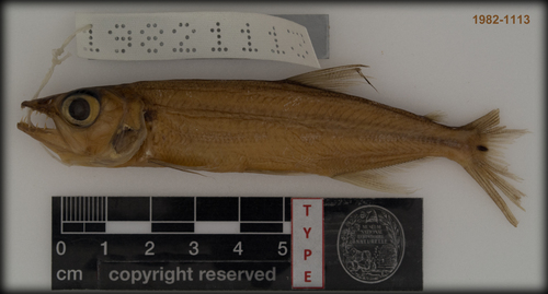 Acestrorhynchus grandoculis · iNaturalist