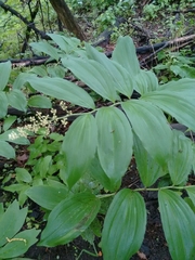 Maianthemum racemosum