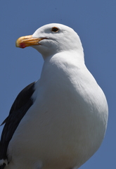 Larus occidentalis